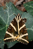 Euplagia quadripunctaria (1)